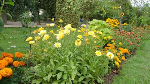 Calendula ‘Pacific Beauty’ Apricot, classé parmi les grands soucis. Le mélange est «résistant» au mildiou